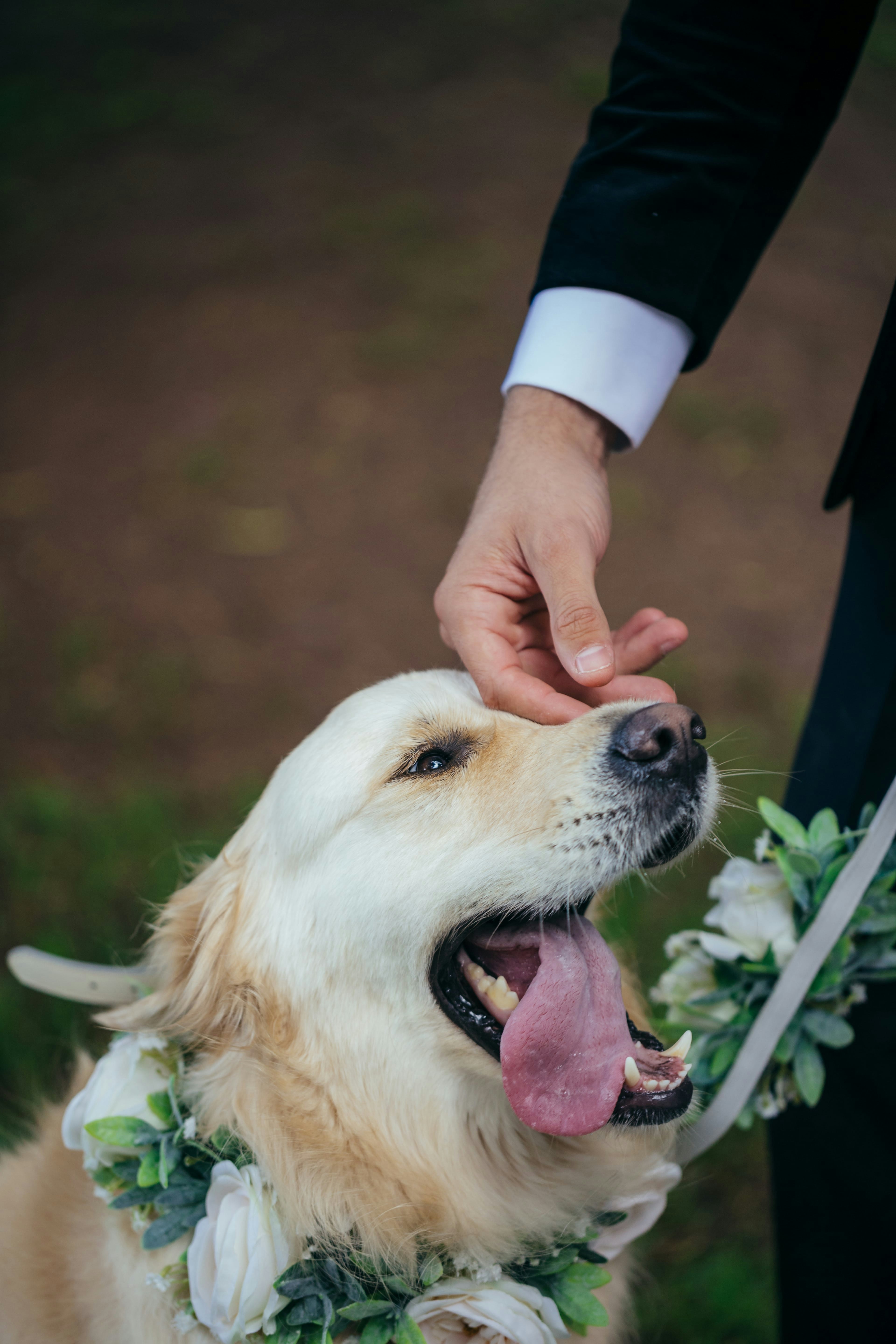 Groom pats dog while it licks its mouth