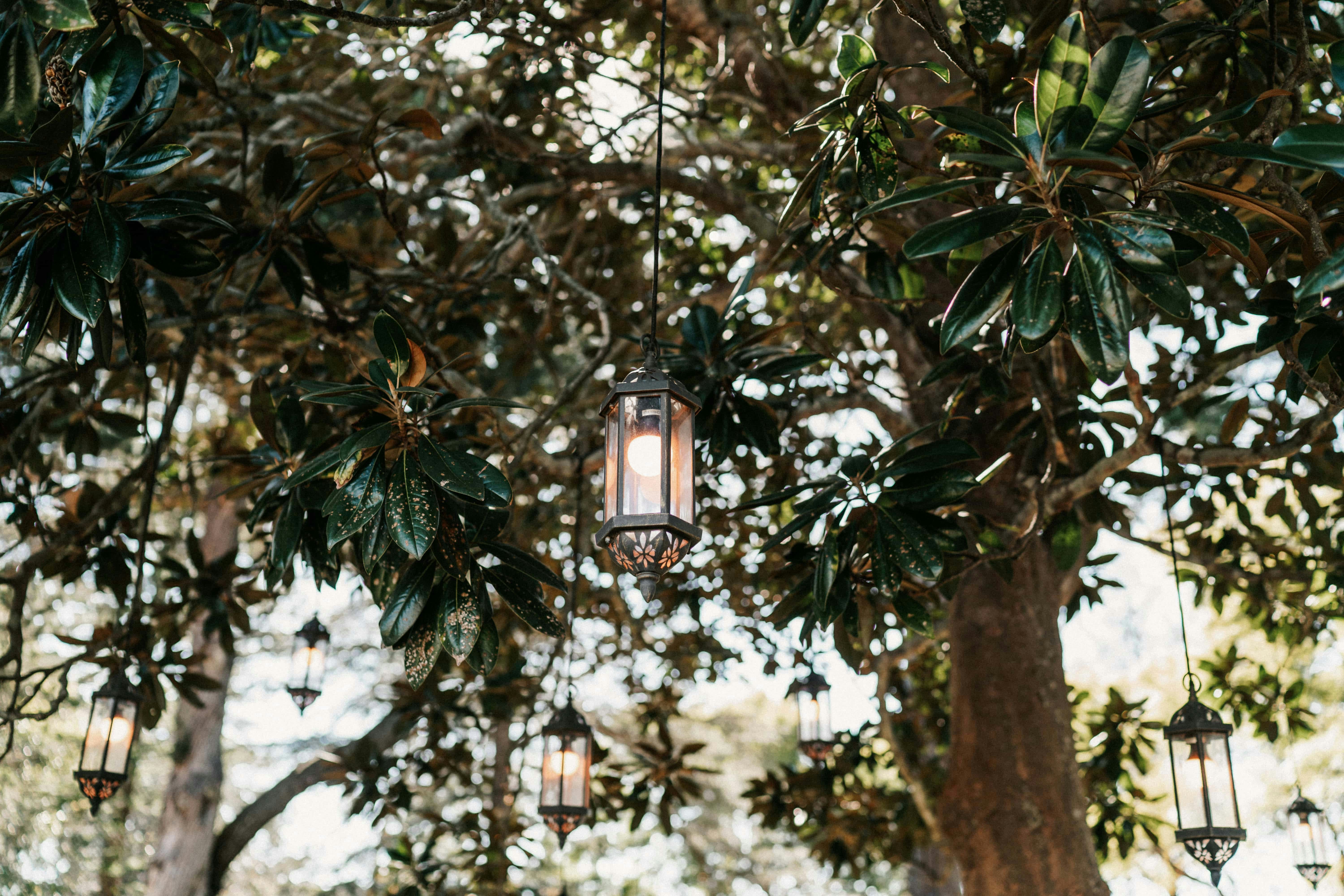 Lantern suspended in magnolia tree