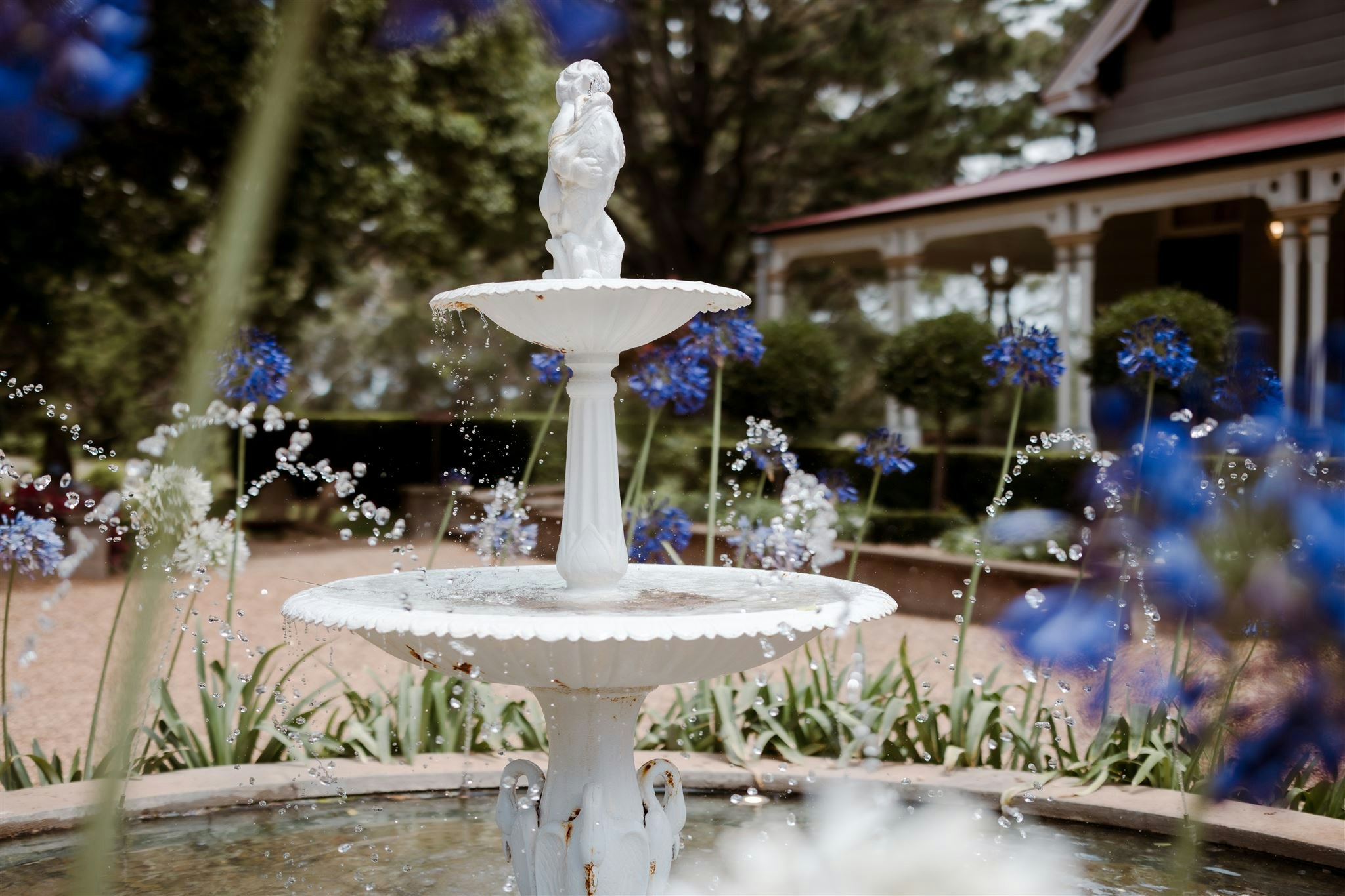 Fountain with agapanthus in bloom