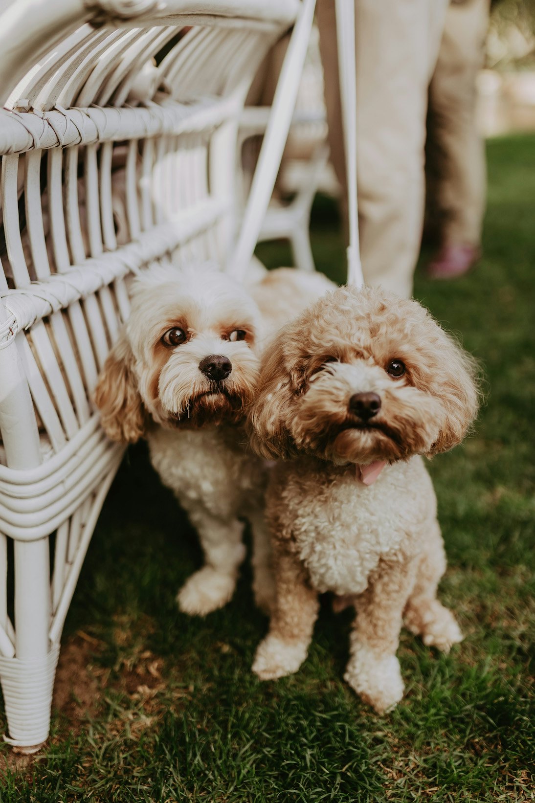 Two poodles standing next to cane lounge
