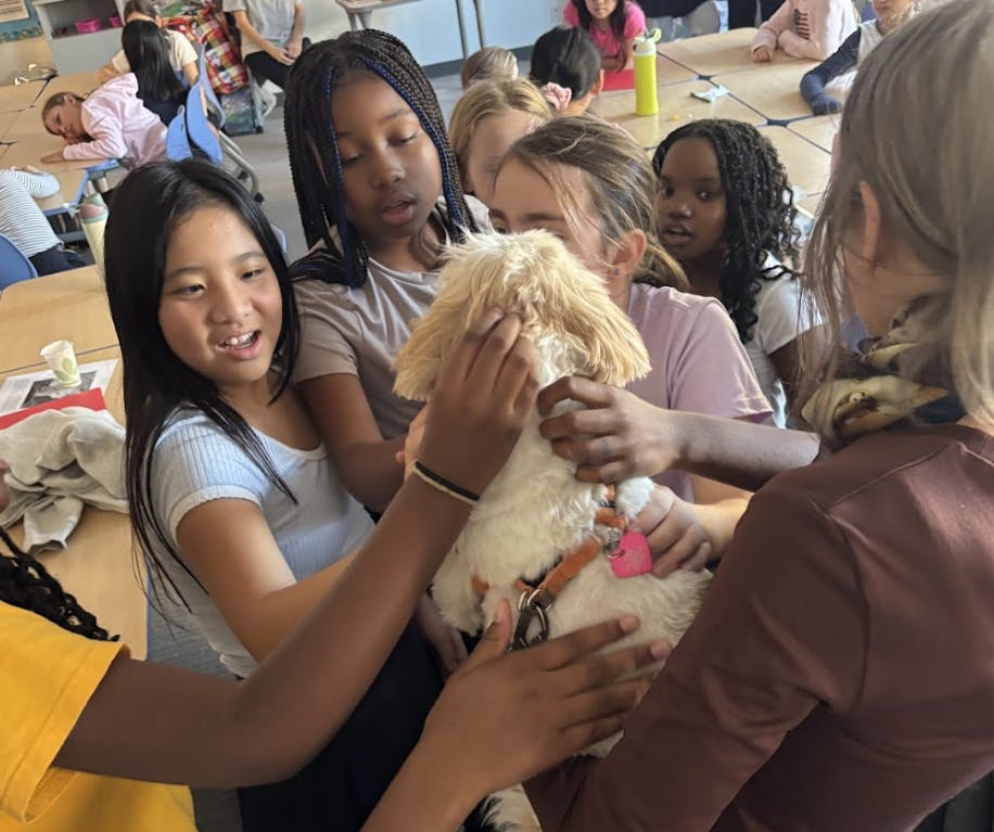 Making Pillows for Paws