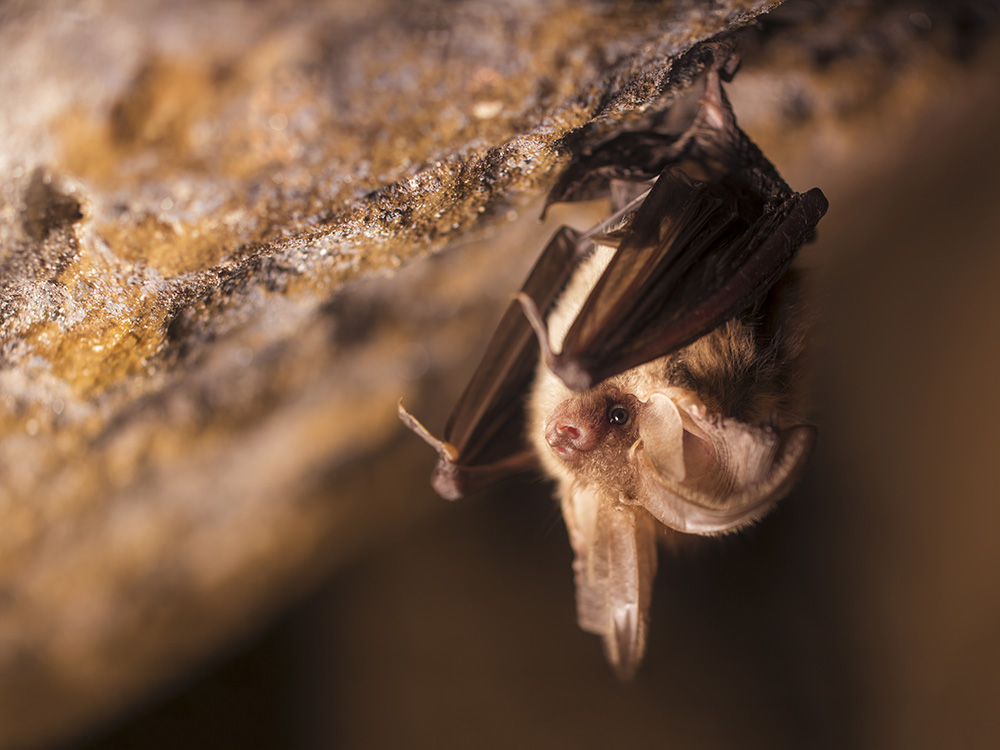Il pipistrello espiatorio. Una riflessione sulla Covid-19 e il nostro rapporto con la fauna selvatica