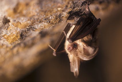 Il pipistrello espiatorio. Una riflessione sulla Covid-19 e il nostro rapporto con la fauna selvatica