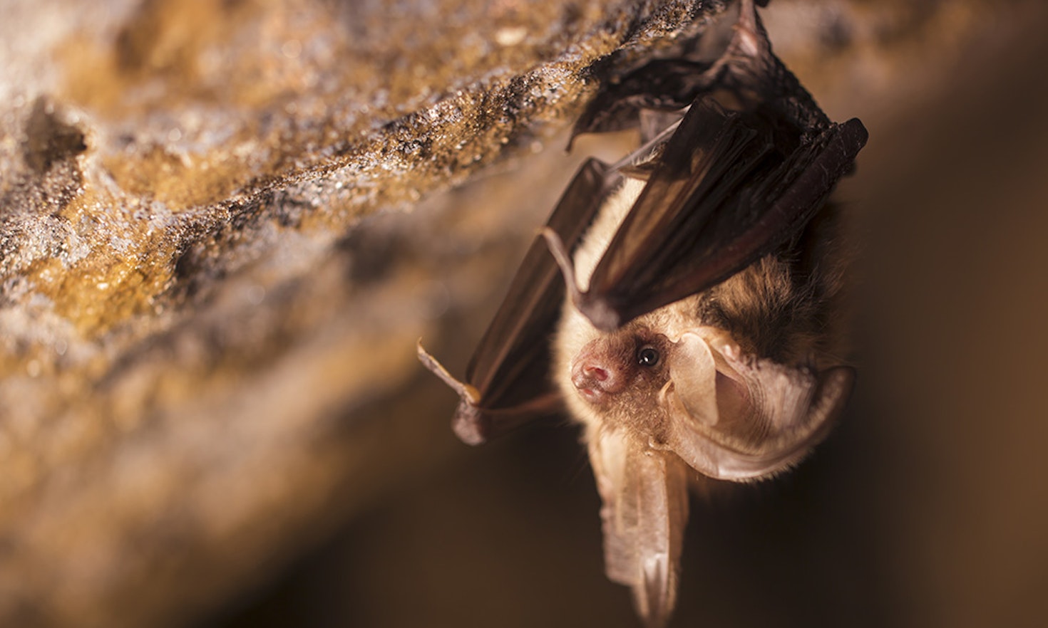 Il pipistrello espiatorio. Una riflessione sulla Covid-19 e il nostro rapporto con la fauna selvatica