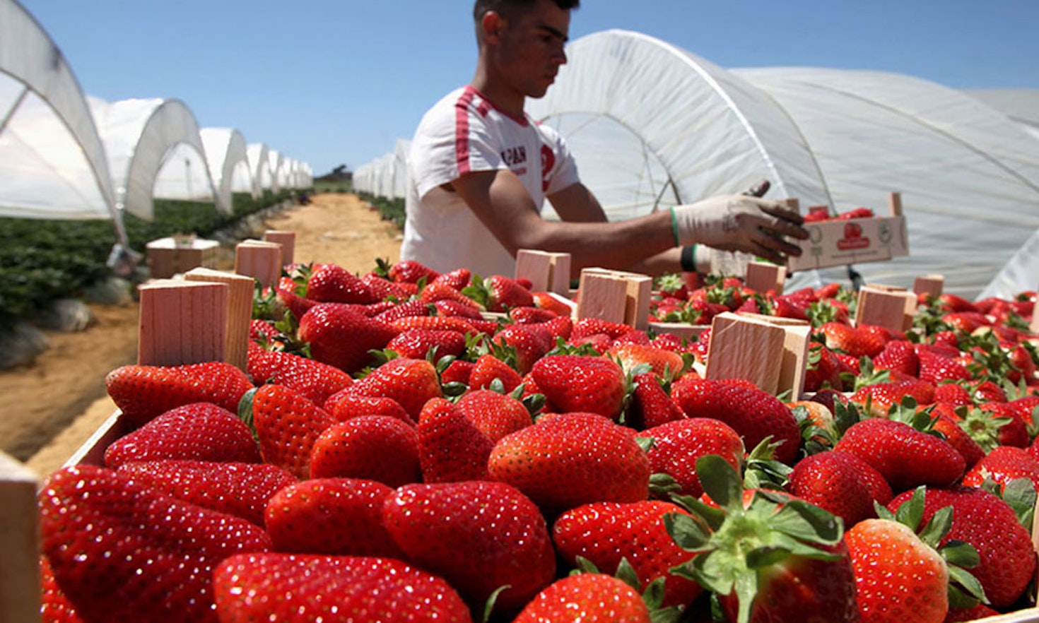 Chi ci assicurerà frutta e ortaggi? L’agricoltura europea orfana degli stagionali stranieri