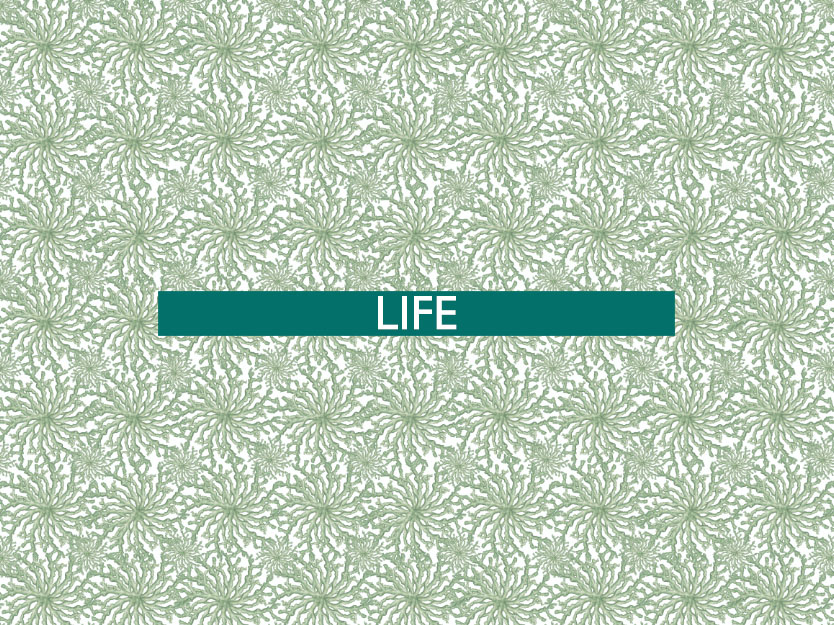 The 2nd of all EU-r rights: the right to life and what the Charter has to contribute