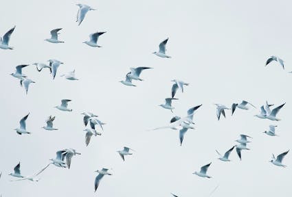 Four reasons to celebrate EU biodiversity law