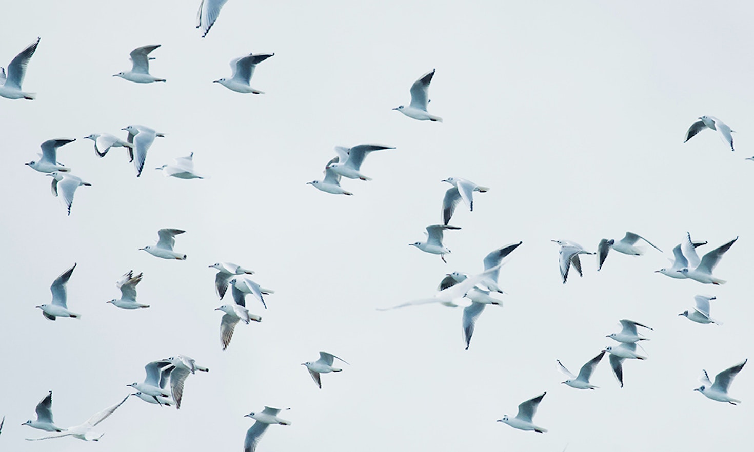 Four reasons to celebrate EU biodiversity law
