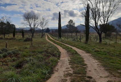 Über Naturwein: Nature Writing aus dem Weinfeld