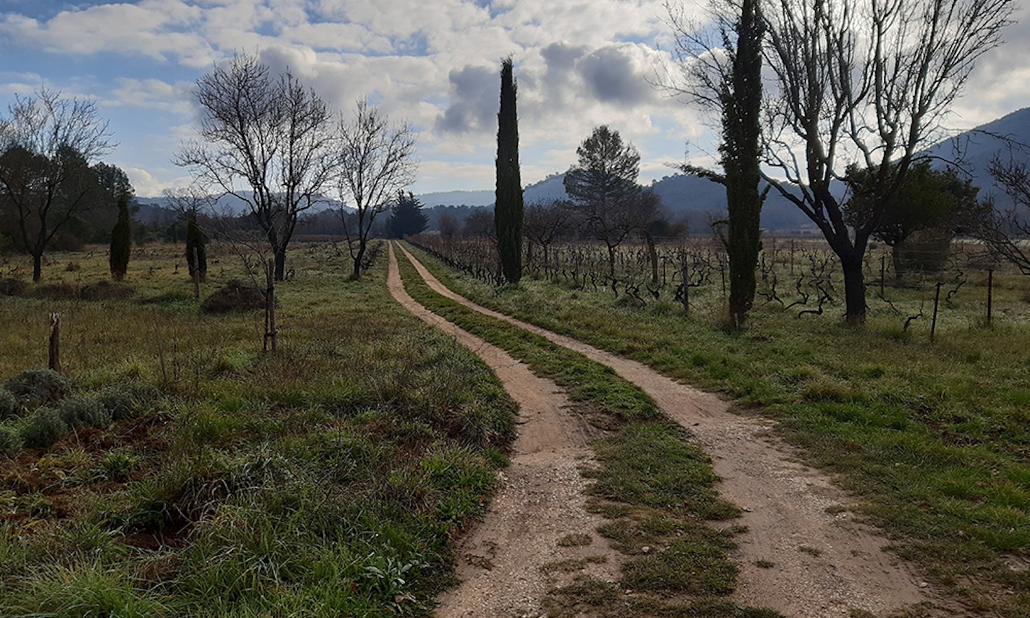 Über Naturwein: Nature Writing aus dem Weinfeld