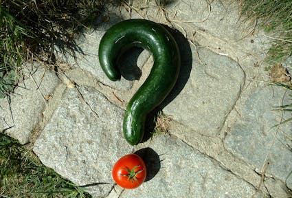 Bio-Landwirtschaft: Vertane Chance