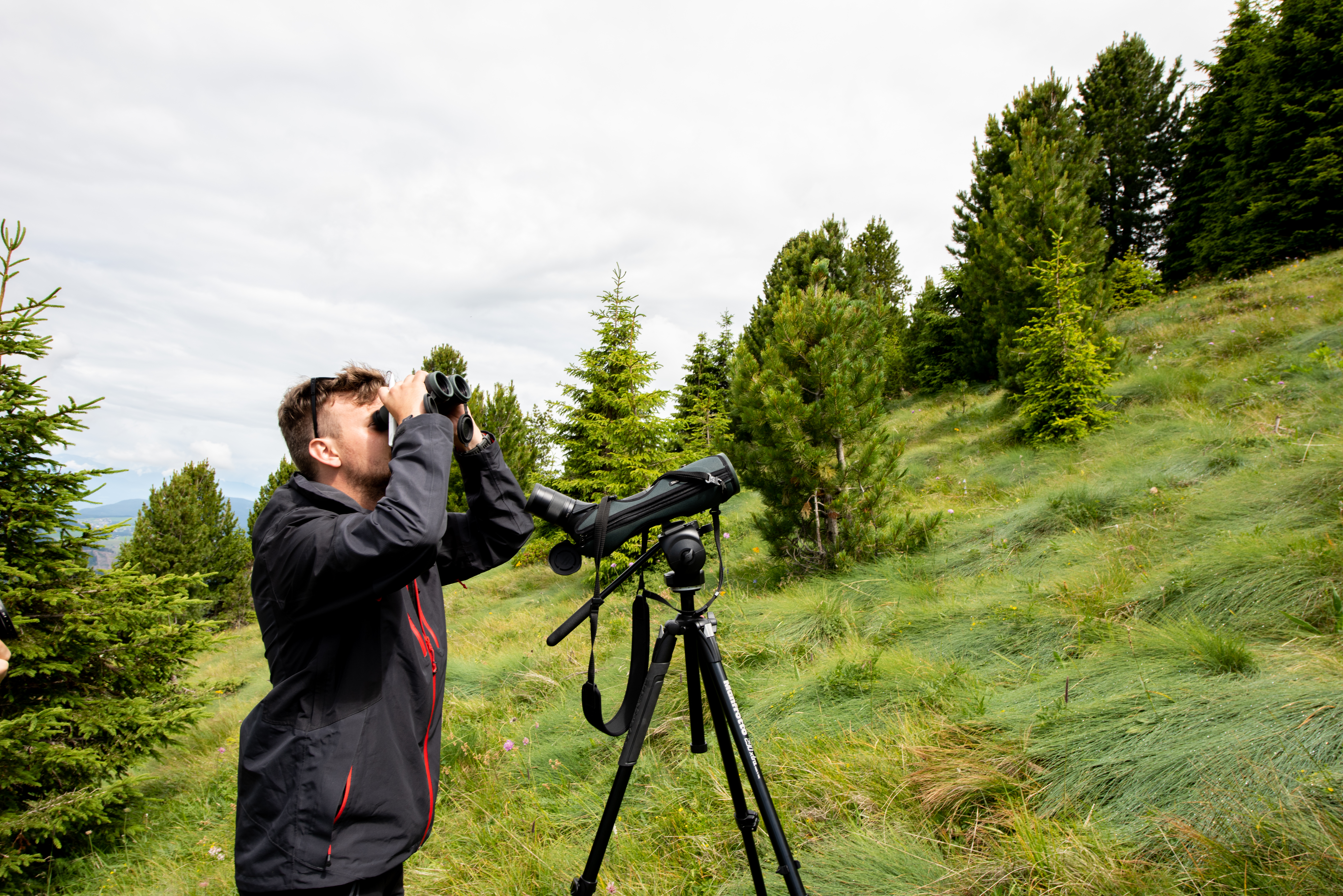 Bird survey