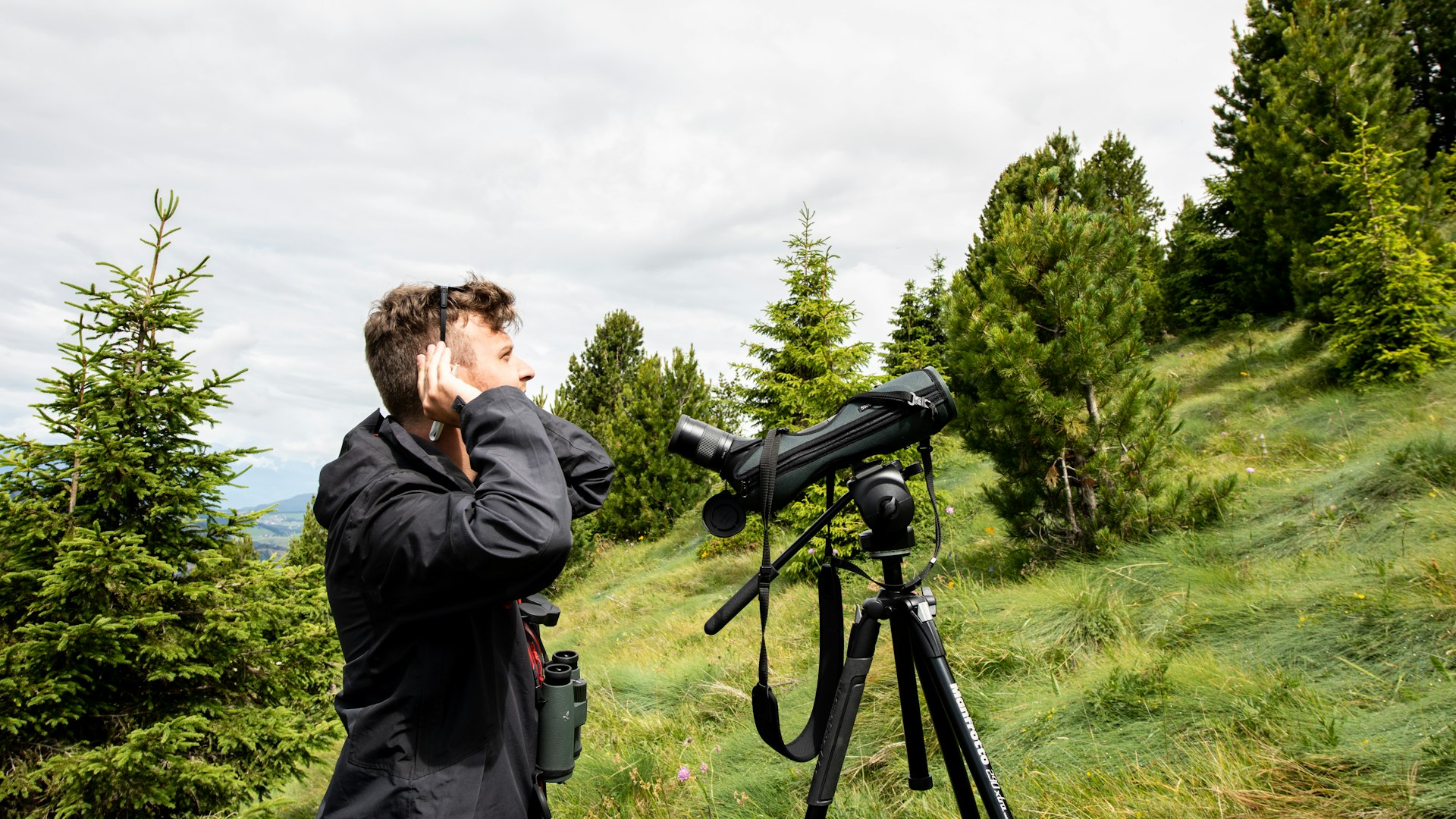 Birds Survey