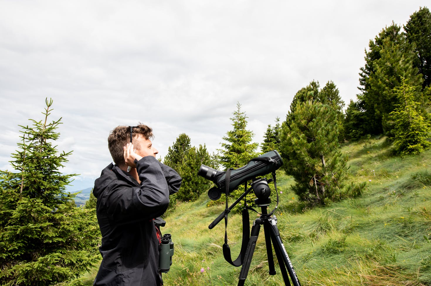 Birds Survey
