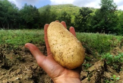 Una patata nella mano di un contadino