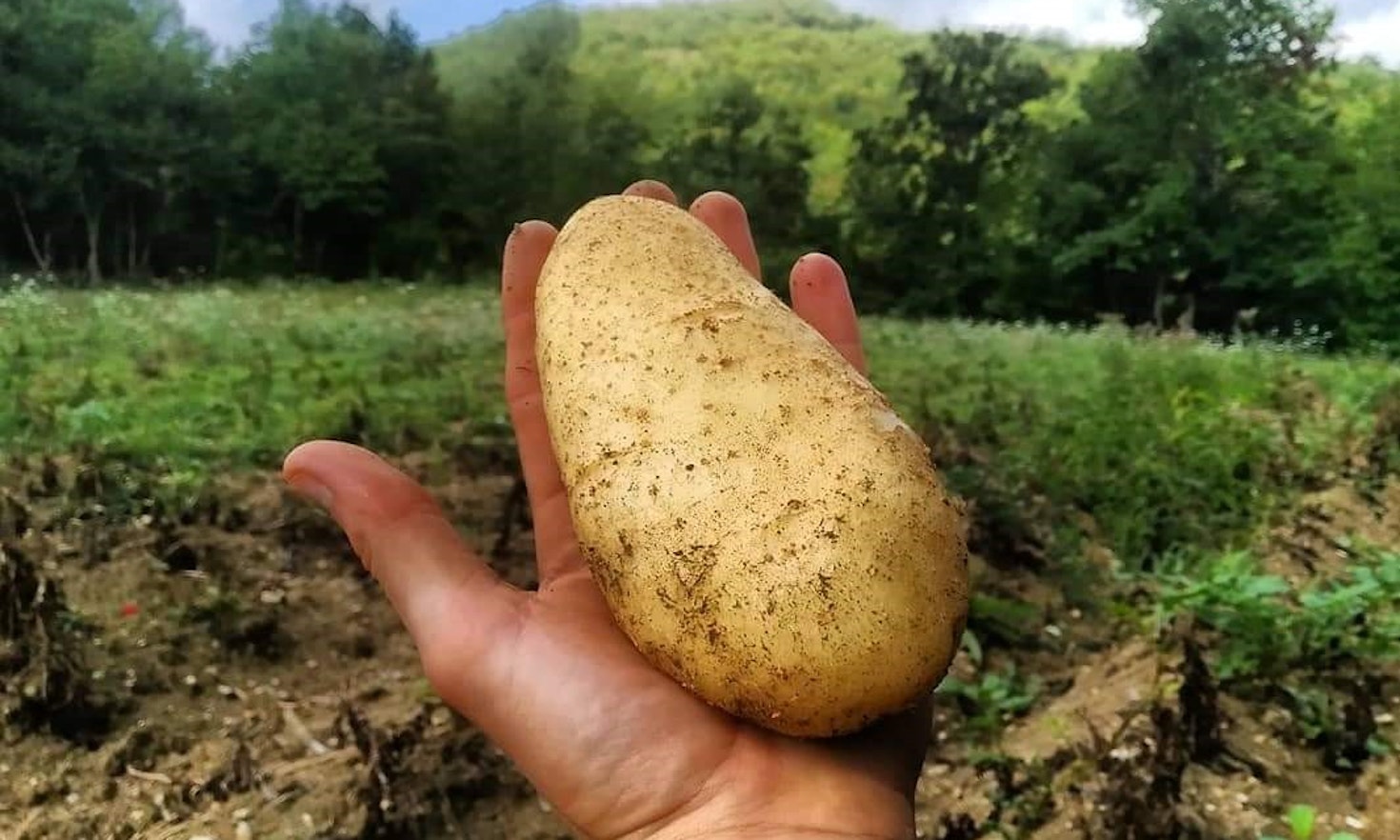 Una patata nella mano di un contadino