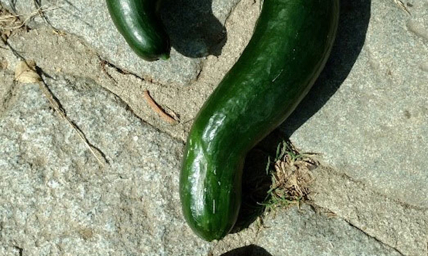Vertane Chance: Biologische Landwirtschaft in Südtirol