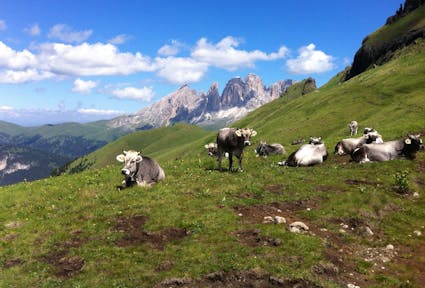 Erstes Symposium zur Viehwirtschaft im Berggebiet an der Eurac in Bozen