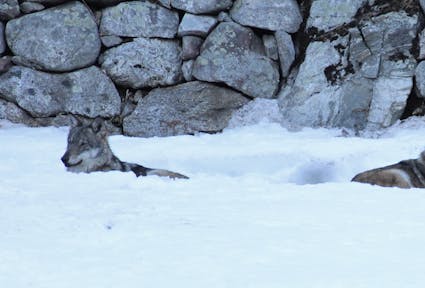 Lupi del Centro “Uomini e Lupi” di Entracque (Italia)