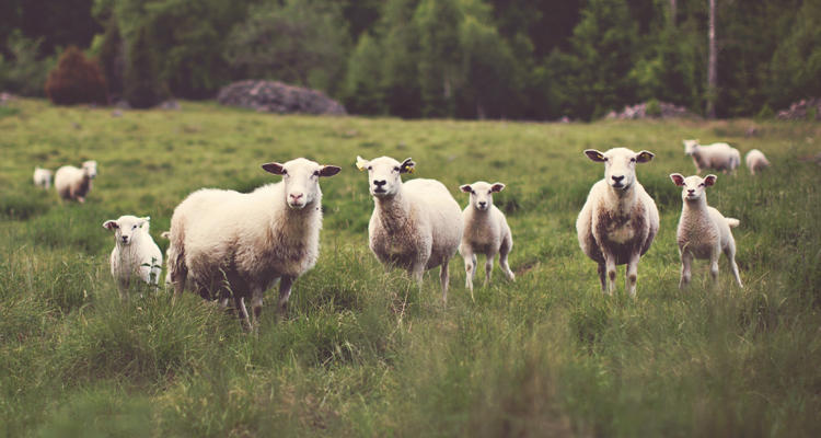 Berglandwirtschaft: Angezählt?