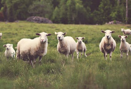 Berglandwirtschaft: Angezählt?