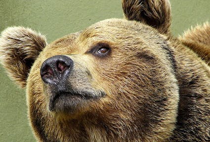 È sempre colpa dell’orso dannoso – Daniza è il suo nome
