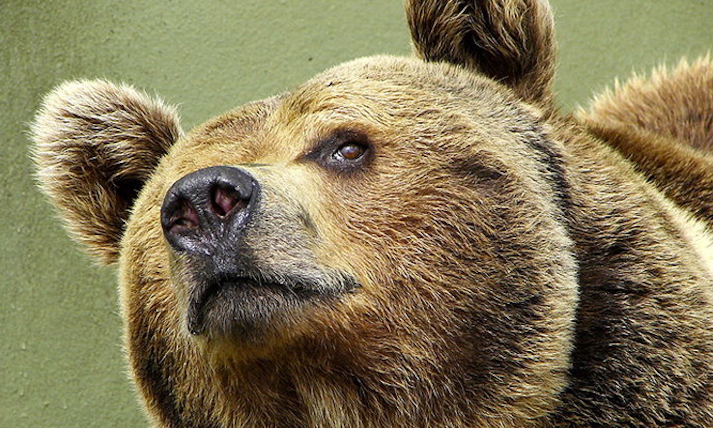 È sempre colpa dell’orso dannoso – Daniza è il suo nome