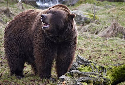 Le Alpi, l’Uomo e l’Orso