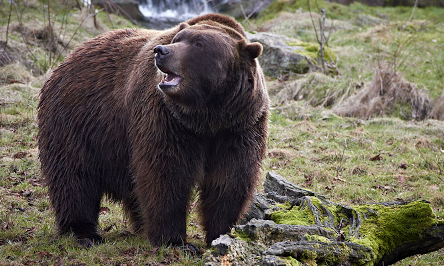 Le Alpi, l’Uomo e l’Orso