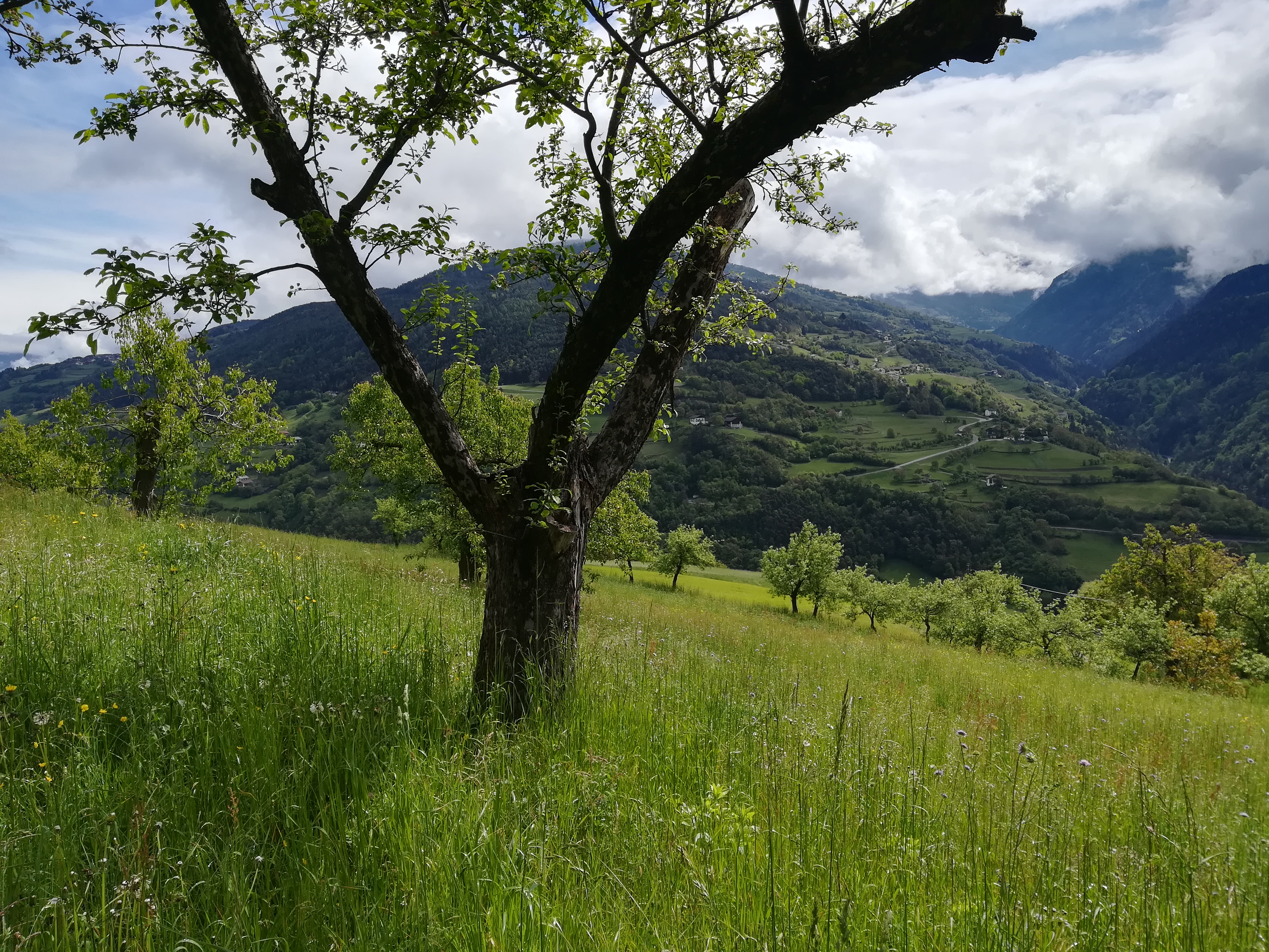 Institute for Alpine Environment