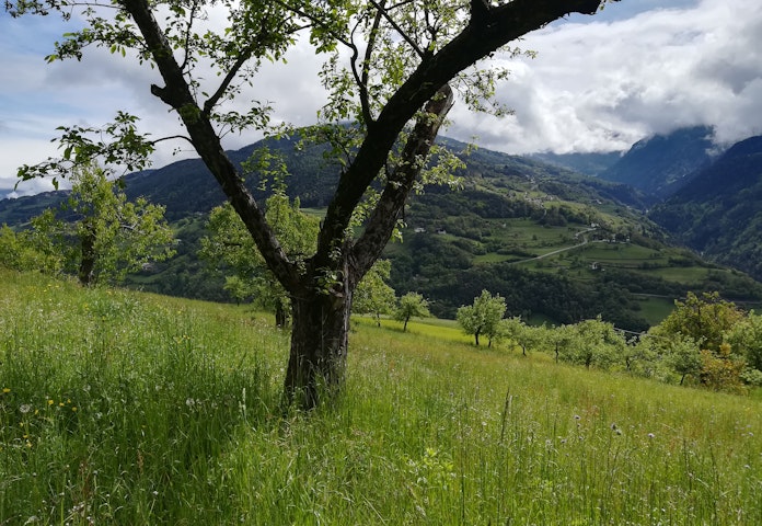 Institute for Alpine Environment