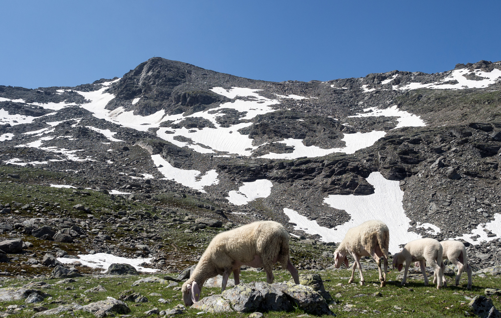 Wolf und Bär: gangbare Lösungen finden
