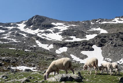 Wolf und Bär: gangbare Lösungen finden