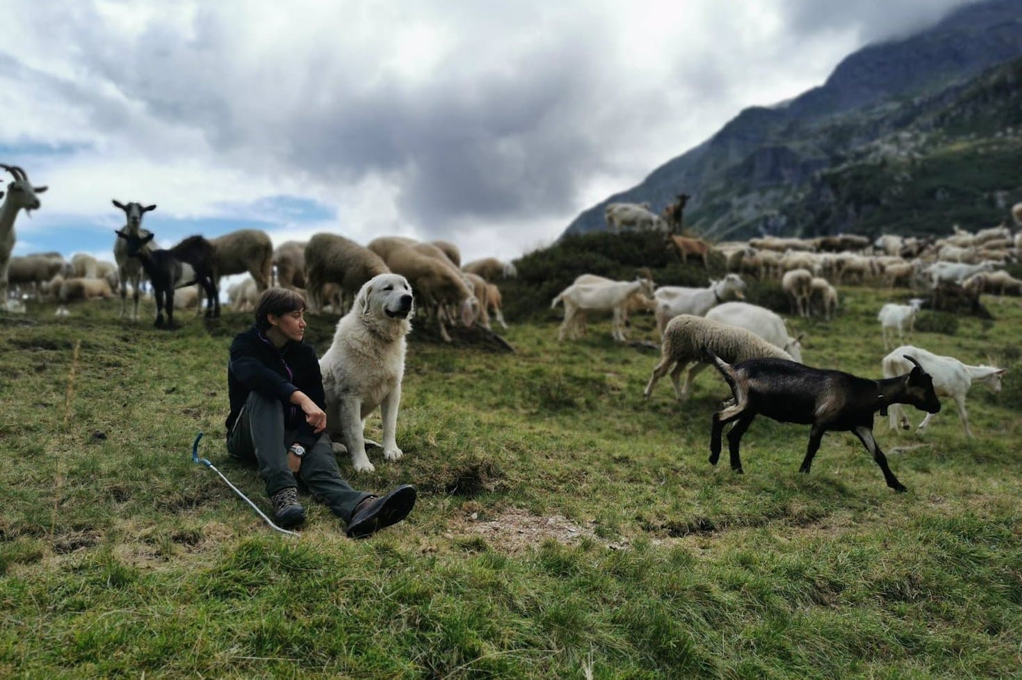 Hirtinnen in den Alpen