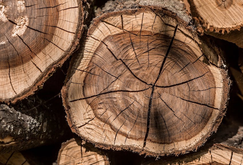 How wood stores Co2