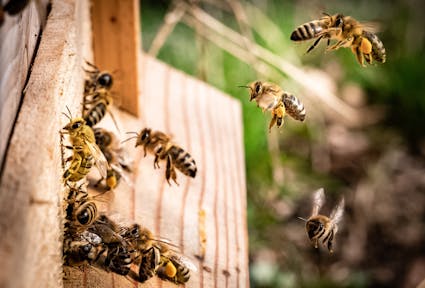 BeEurac: un apiario urbano per vivere la biodiversità in città