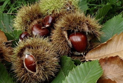 Coltivazione e lavorazione delle castagne