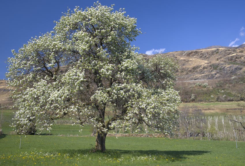“Un albero che hai piantato con i tuoi nonni non è qualcosa che puoi sradicare facilmente”