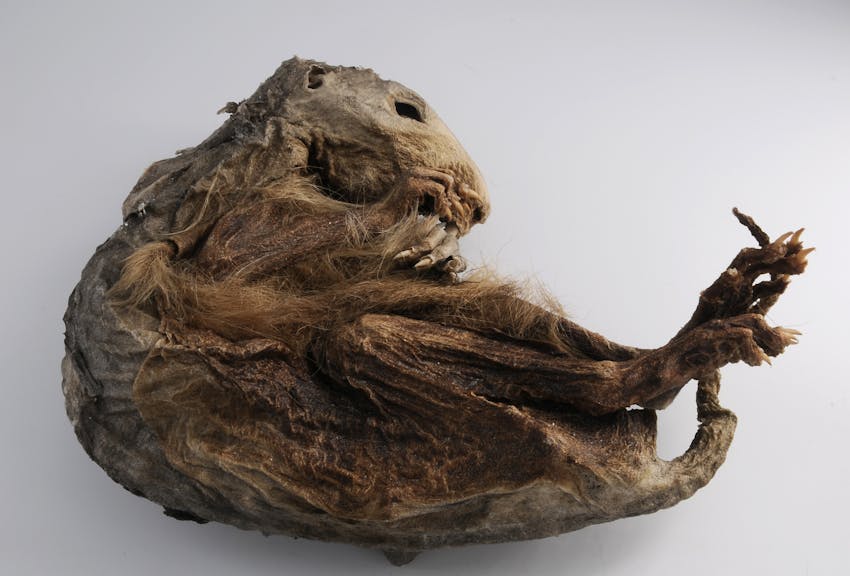6.600 Jahre – und gut gehalten