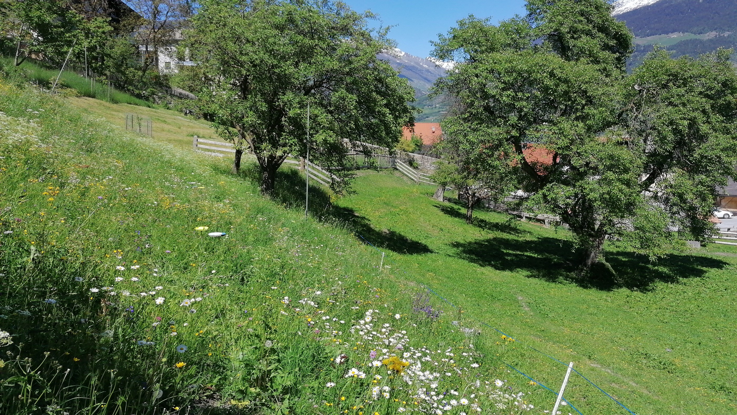 Frutteti ricchi di biodiversità