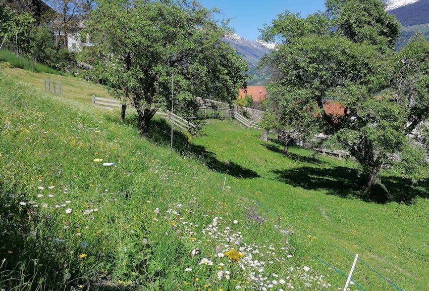 Frutteti ricchi di biodiversità