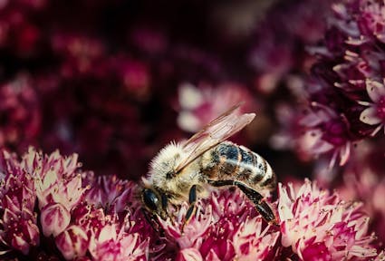 The 2022 UN Biodiversity Conference: achievements and shortcomings