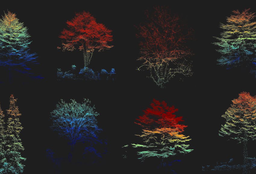 Ein Bild von jedem Baum