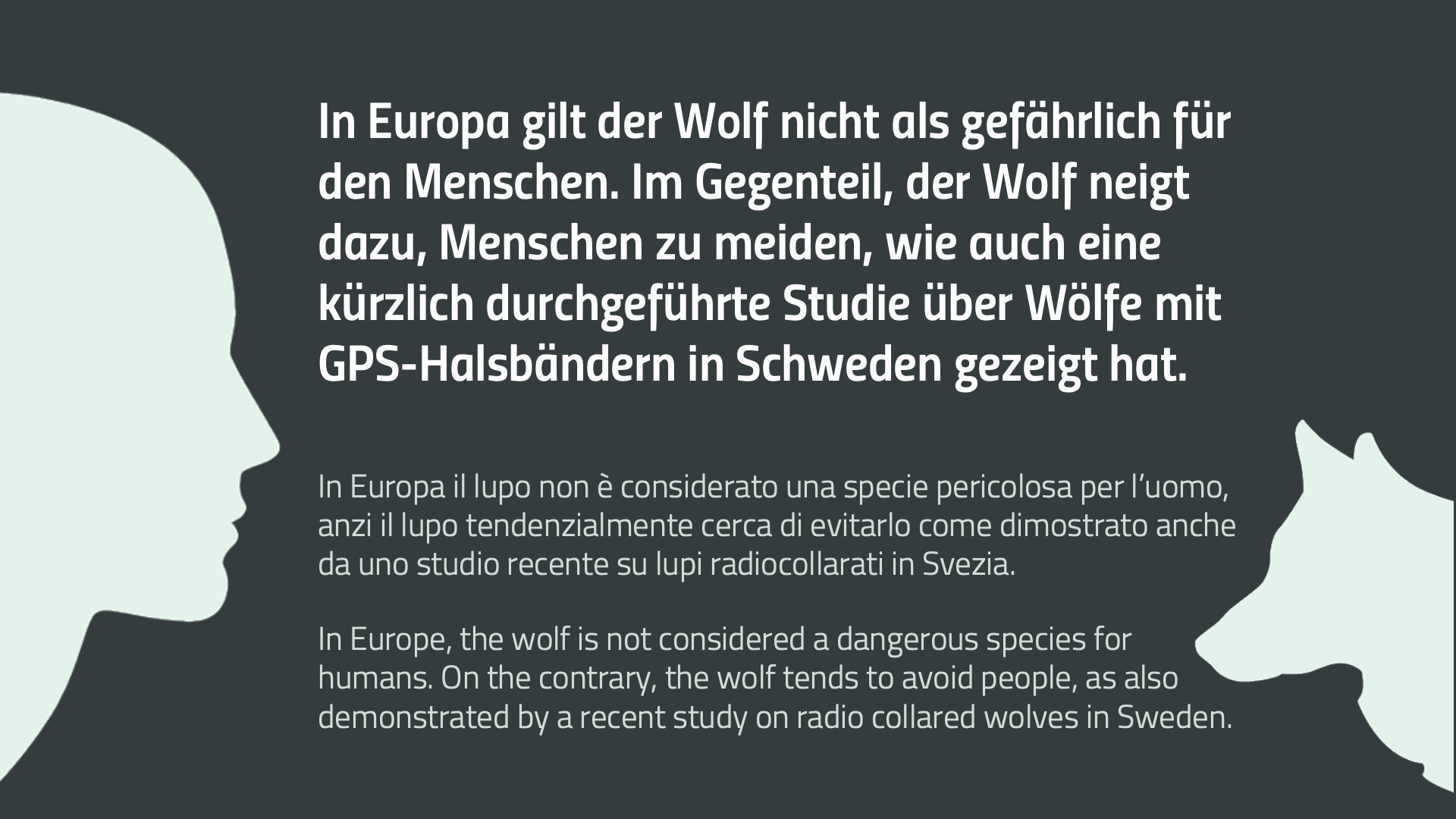 How to behave if you encounter a wolf? - Eurac Research