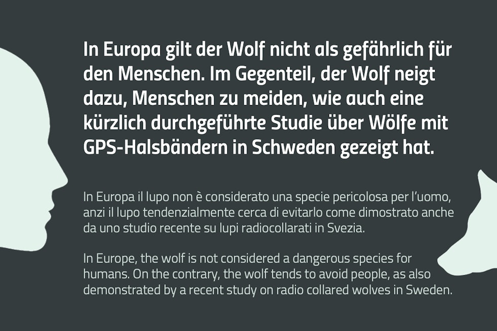 Wolves Following Humans How to behave if you encounter a wolf? - Eurac Research