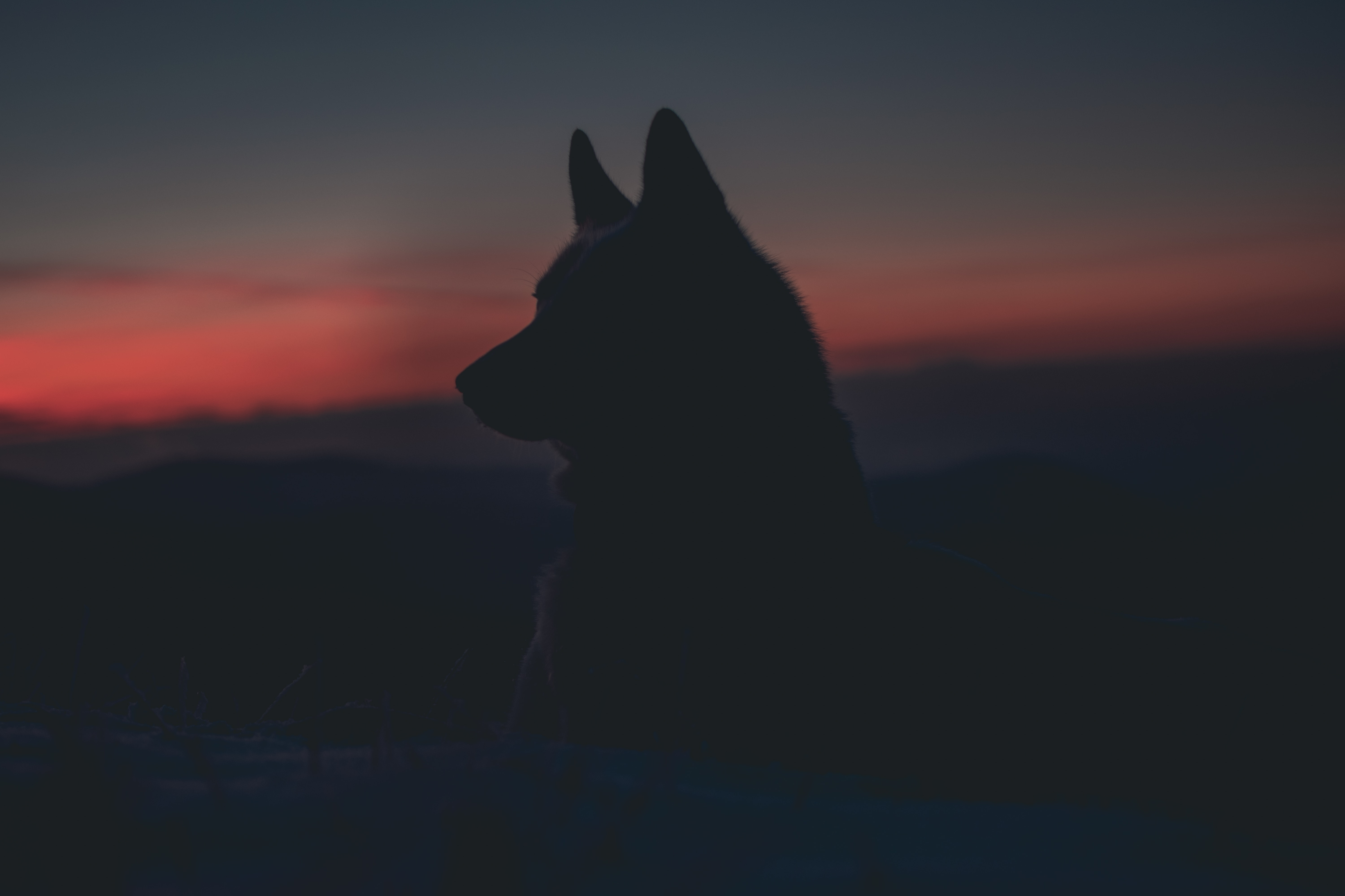 Wie verhält man sich, wenn man einem Wolf begegnet?