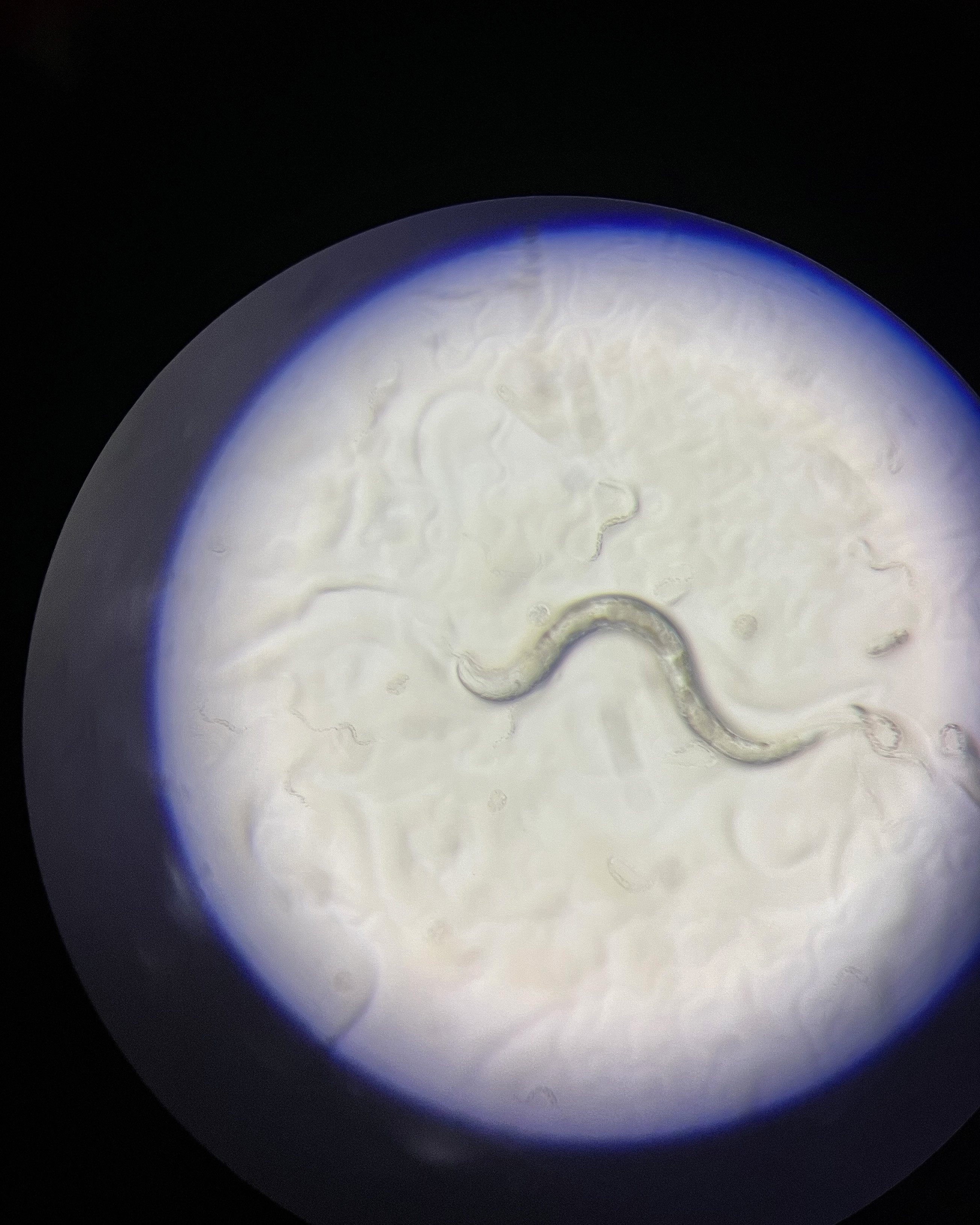  Mein Name ist Elegans, C. elegans
