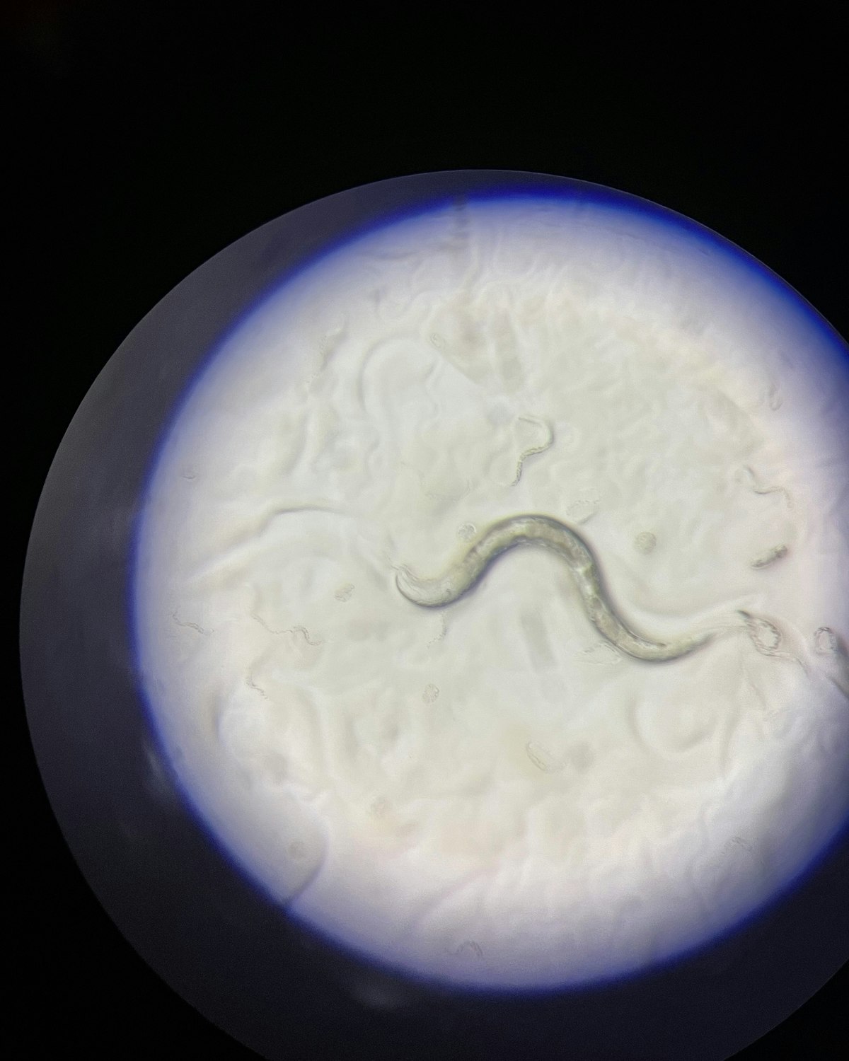 Mein Name ist Elegans, C. elegans - Eurac Research