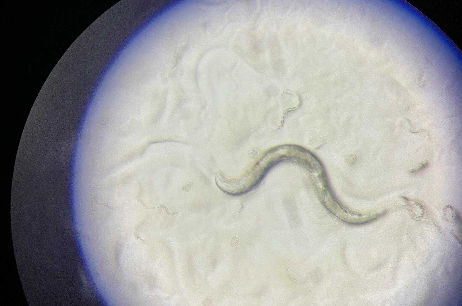 Mein Name ist Elegans, C. elegans