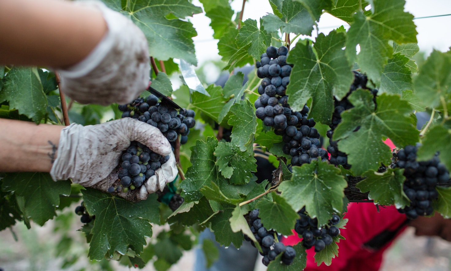 Taking advantage of vulnerability: migrant workers in the Tuscan countryside